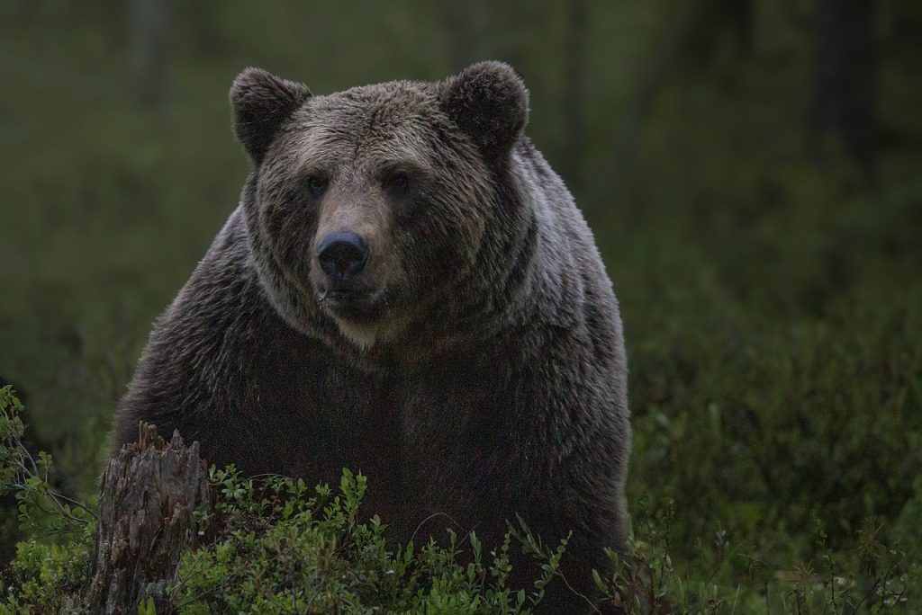 Brown Bears