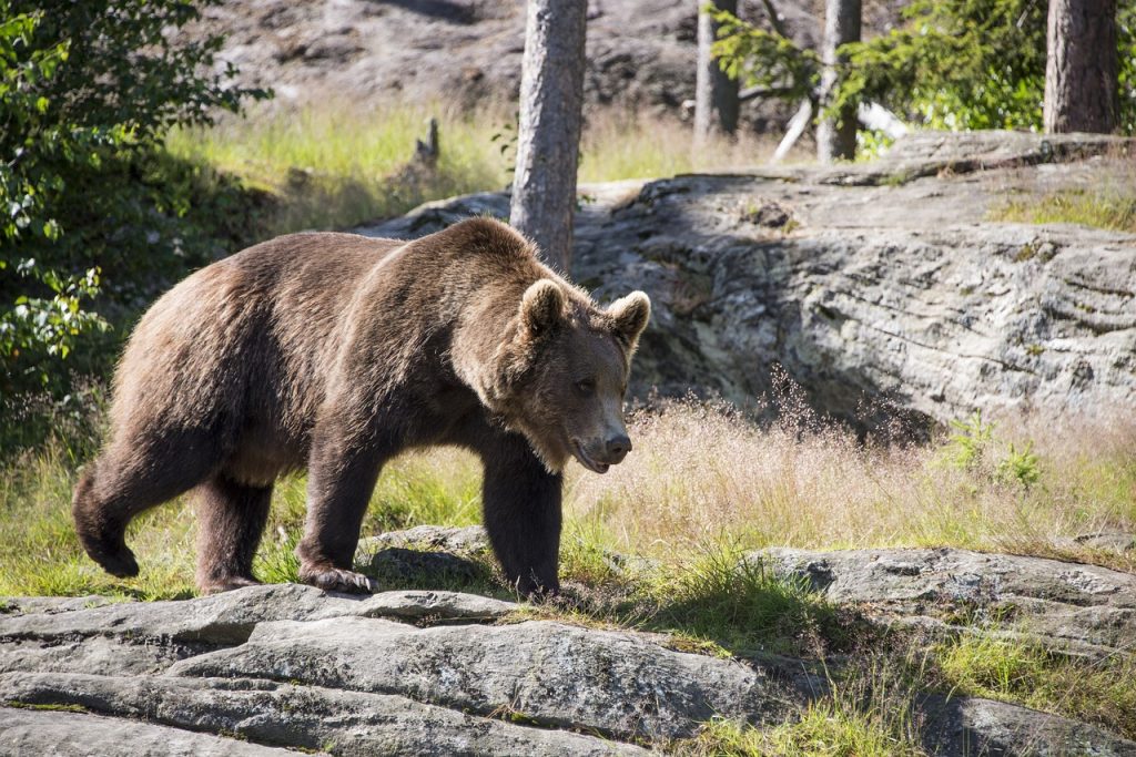 Wildlife Safety in Norway - Bear