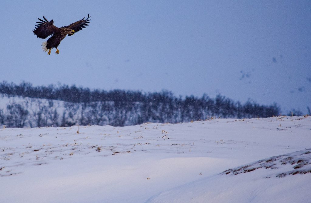 Tromsø Wildlife