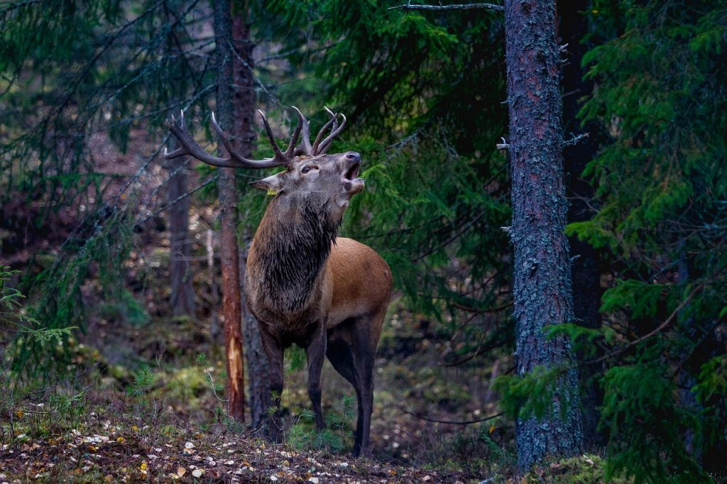 Forests and Natural Resources in Norway