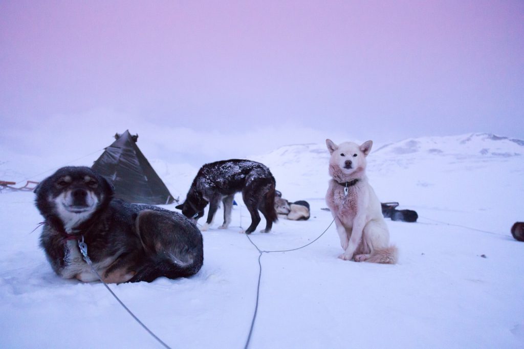 Dog-sledding expedition in Svalbard
