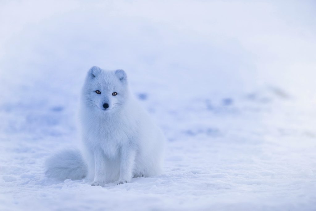 Norway Wildlife - Arctic Fox