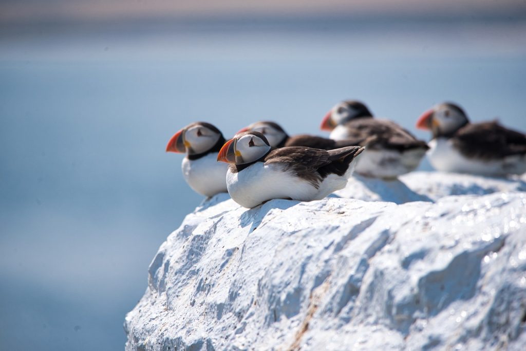 Norway Wildlife - Atlantic Puffins