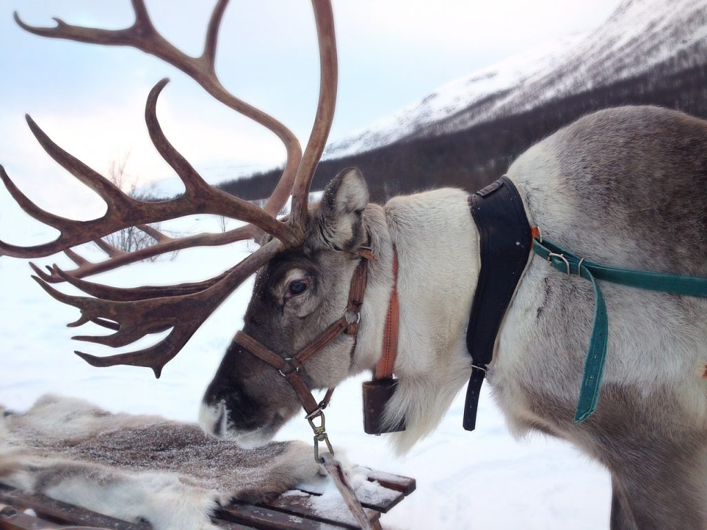 Sami Reindeer Herding