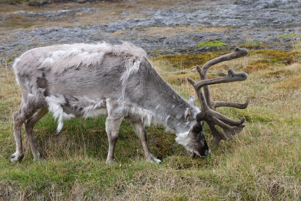Wildlife - Svalbard - Reindeer