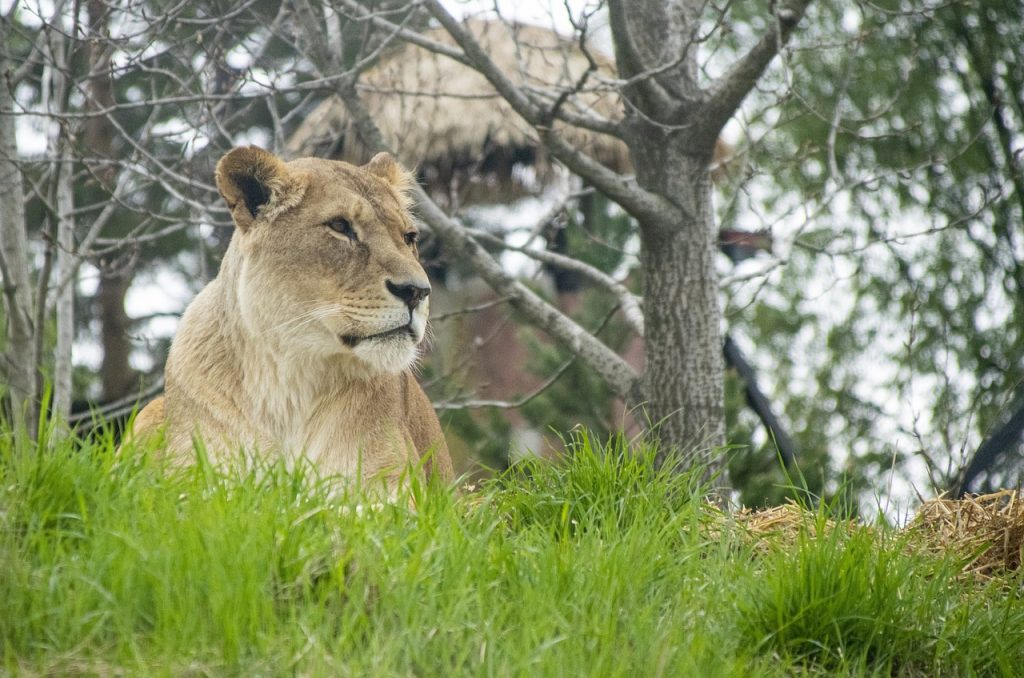 Kristiansand Zoo